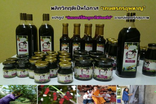 พลิกวิกฤติเป็นโอกาส “เกษตรกรขุนหาญ” แปรรูป “มัลเบอร์รี่ดินภูเขาไฟอินทรีย์” ขายกลุ่มคนรักสุขภาพ
