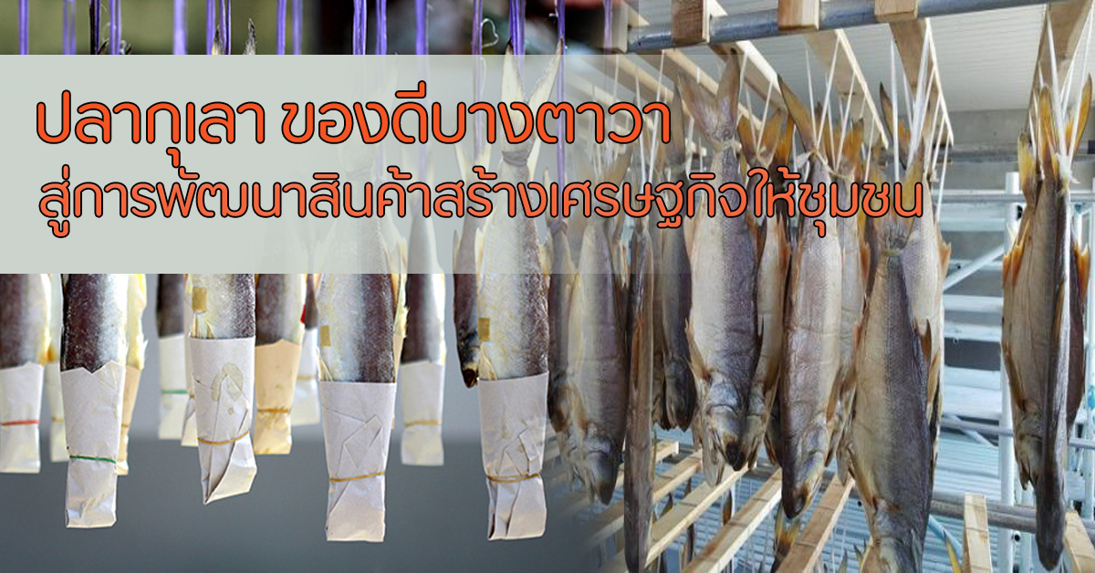 ปลากุเลา ของดีบางตาวา สู่การพัฒนาสินค้าสร้างเศรษฐกิจให้ชุมชน